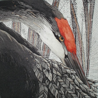 Close up of watercolor of heron in blacks, grays and whites with an orange crest