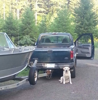 Picture of Labrador waiting next to a truck and a boat. 