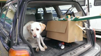 Photo of Labrador sitting in the trunk of a car.