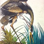 Illustration of heron at the edge of a river