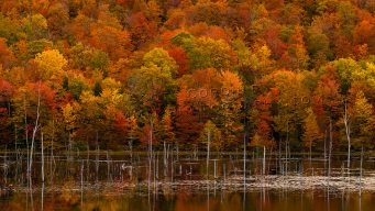 A stand of trees with autumn leaves behind a body of water.