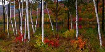 Birch trees in front of a body of water.
