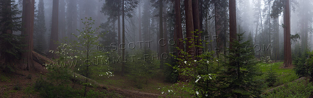 Mist engulfed trees viewed from under the forest canopy