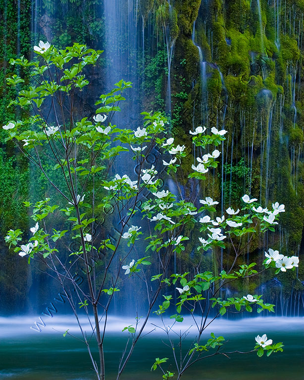 Waterfall seen behind blooming branches of a dogwood tree