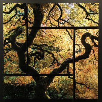 Silhouette of a gnarled tree outside a window, you can see bright autumn leaves in the background